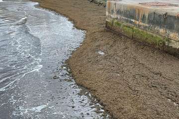 El alga invasora que está haciendo estragos en la zona del Estrecho de Gibraltar llega a la costa de Gran Canaria/TA.